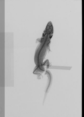 Media type: image;   Herpetology R-30952